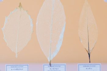 【自由研究にも】夏休みの宿題にも◎ 葉っぱで作る「葉脈標本」が満足度120%!